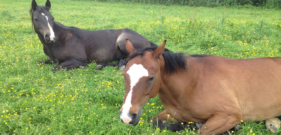 horse and pony livery services with stable and grazing